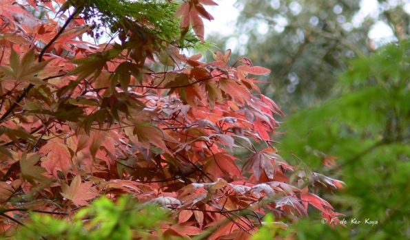 Bois des Moutiers (33) Mai 2012
